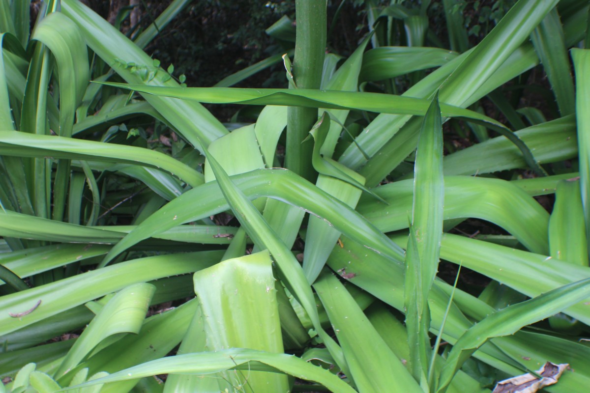 Furcraea foetida (L.) Haw.